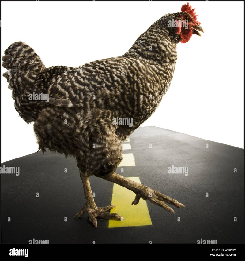 Overview of chicken road oficial